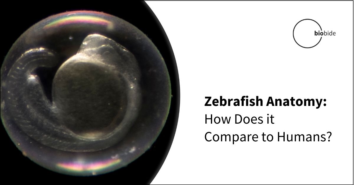Zebrafish Anatomy How Does it Compare to Humans?